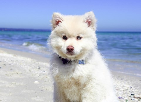 14 Best Dog Friendly Beaches