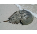 Horseshoe Crab & Shorebird Festival