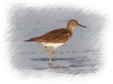 Sandpiper at the beach