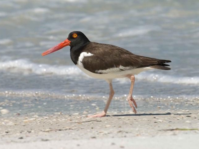 Shorebirds