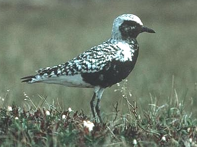 Shorebirds