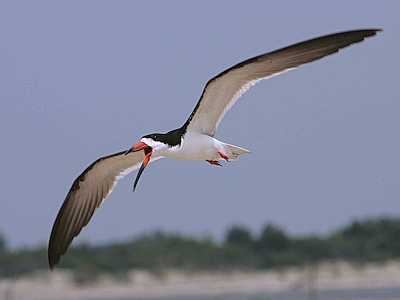 Shorebirds