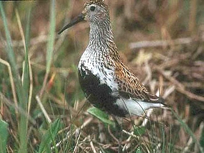 Shorebirds