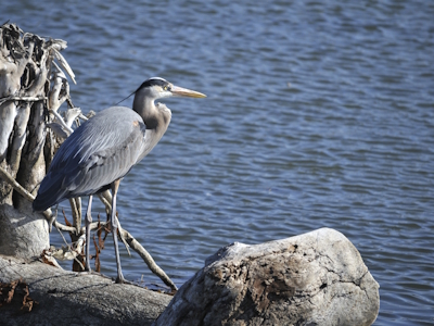 Shorebirds