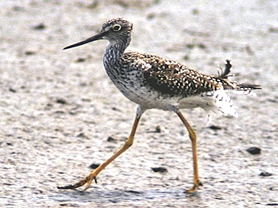 Shorebirds