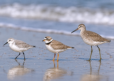 Shorebirds