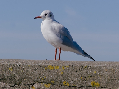 Shorebirds