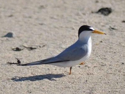 Shorebirds