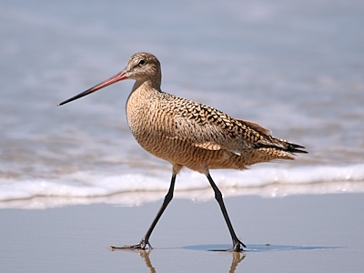 Shorebirds