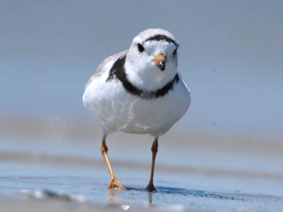 Shorebirds