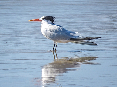 Shorebirds