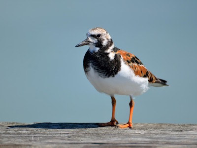 Shorebirds