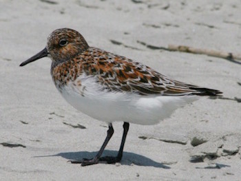 Shorebirds