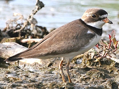 Semipalmated Plover