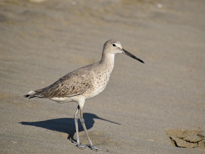 Shorebirds