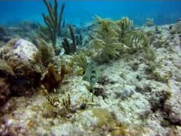 Florida Keys 2012 - Diving the Keys